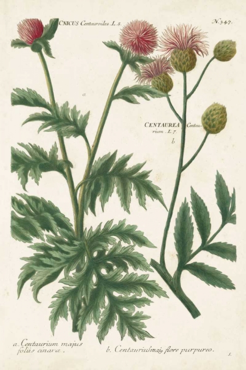 Picture of BOTANICAL VARIETIES III