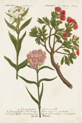 Picture of BOTANICAL VARIETIES IV