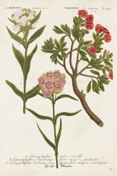 Picture of BOTANICAL VARIETIES IV