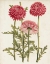 Picture of VINTAGE GARDEN BEAUTIES I