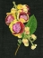 Picture of COUROUPITA GUIANENSIS I
