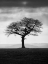 Picture of WITHOUT LEAVES