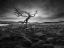 Picture of LONESOME