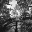Picture of WOODLAND TONES I