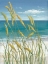 Picture of SUMMER BREEZE I