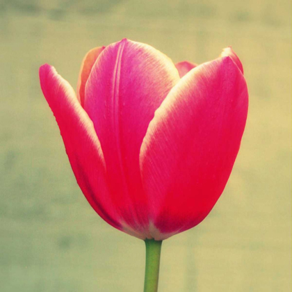 Picture of TULIP IN FUCHSIA I