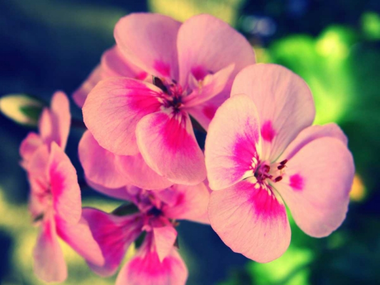 Picture of PINK BLOSSOM II