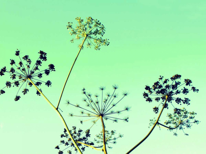 Picture of COW PARSLEY II