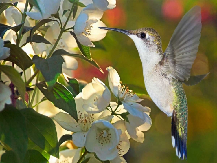 Picture of THE FLOWER DANCE II