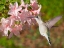 Picture of THE FLOWER DANCE VI