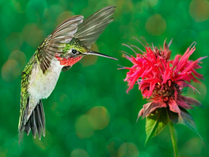 Picture of THE FLOWER DANCE XII