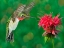 Picture of THE FLOWER DANCE XII