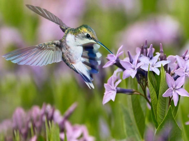 Picture of THE FLOWER DANCE XIII