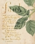 Picture of HERB STUDY I