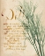 Picture of HERB STUDY II