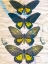 Picture of BUTTERFLY MAP II