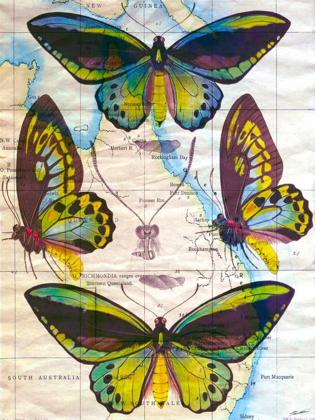 Picture of BUTTERFLY MAP III