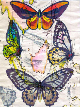 Picture of BUTTERFLY MAP IV