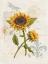 Picture of ROMANTIC SUNFLOWER II