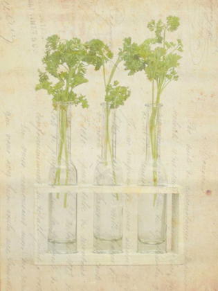 Picture of HERB STILL LIFE I