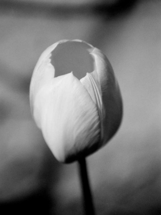 Picture of FLORAL PORTRAIT I