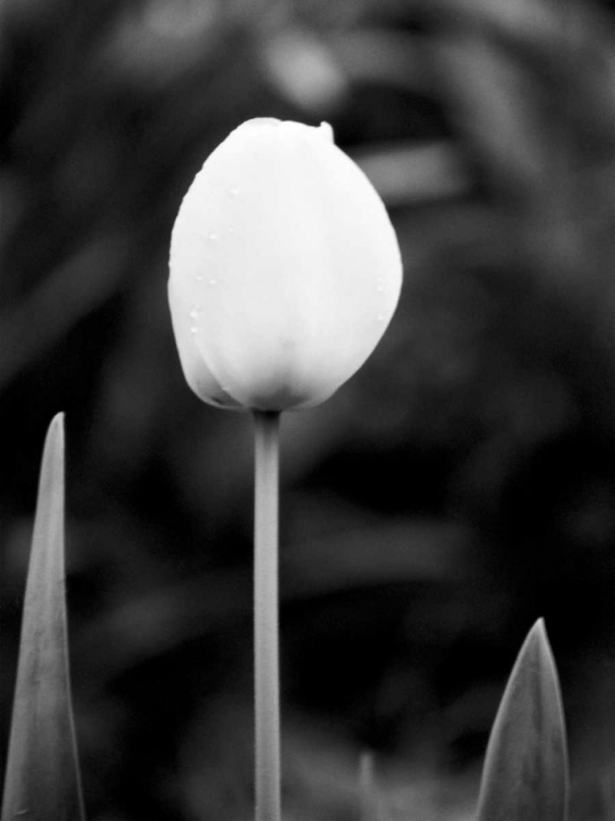 Picture of FLORAL PORTRAIT III