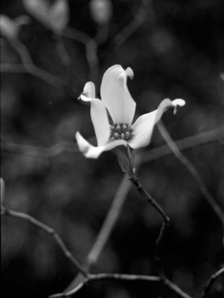 Picture of FLORAL PORTRAIT V