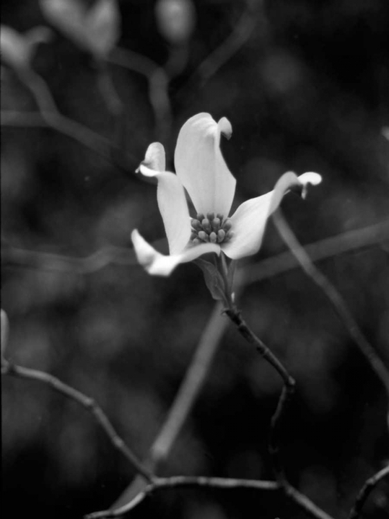 Picture of FLORAL PORTRAIT V