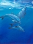 Picture of UNDER SEA DOLPHINS