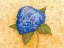 Picture of HYDRANGEA LOVE II