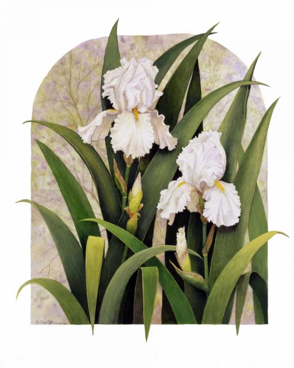 Picture of IRIS VIGNETTE