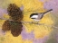 Picture of CHICKADEE IN THE PINES II