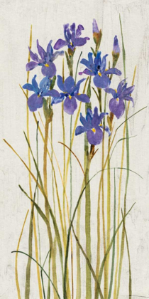 Picture of IRIS PATCH II