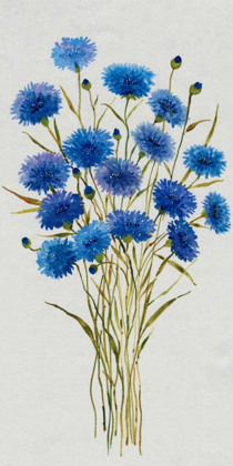 Picture of CORNFLOWER PATCH I