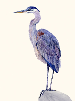 Picture of HERON STUDY I