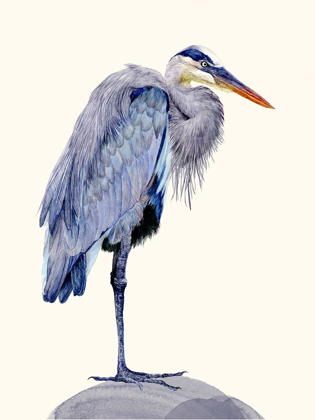 Picture of HERON STUDY II