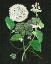Picture of WHITE HYDRANGEA STUDY I