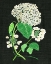 Picture of WHITE HYDRANGEA STUDY II