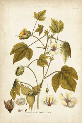 Picture of ELEGANT BOTANICAL I