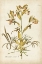 Picture of ELEGANT BOTANICAL II