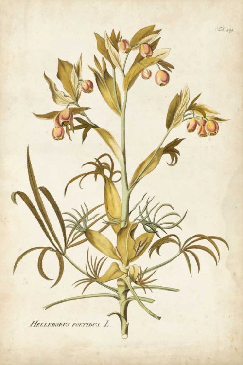 Picture of ELEGANT BOTANICAL II