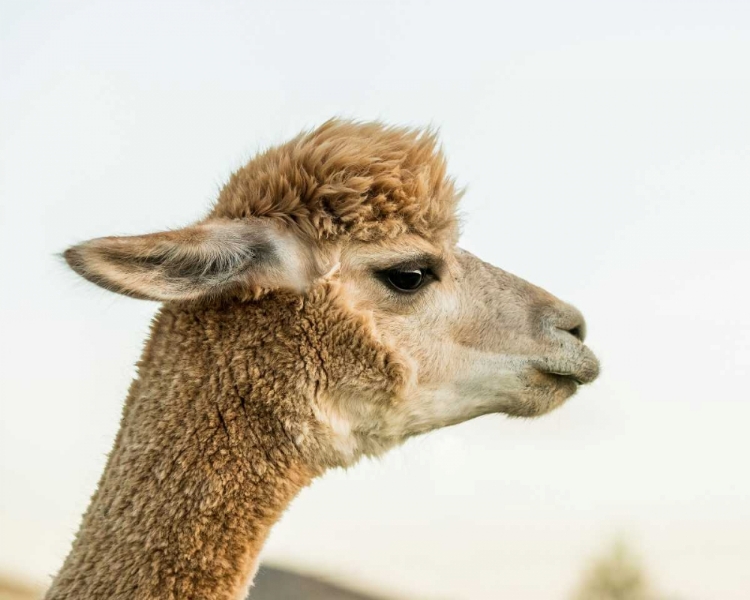 Picture of ALPACA PORTRAIT I