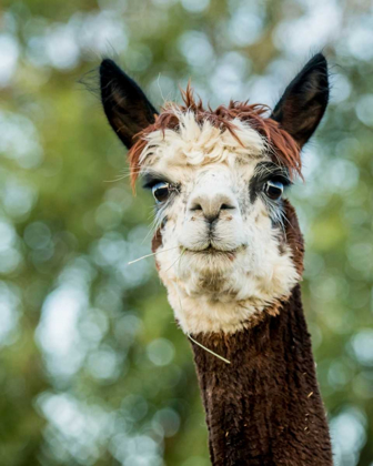 Picture of ALPACA PORTRAIT II