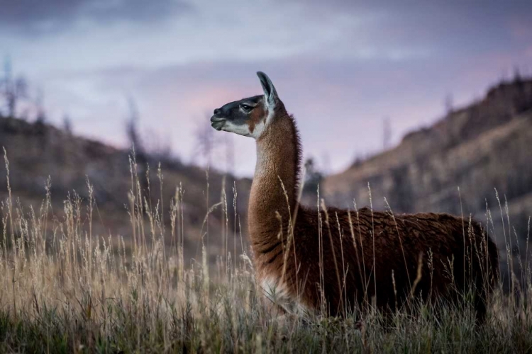 Picture of LLAMA PORTRAIT I