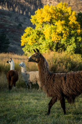 Picture of LLAMA PORTRAIT III