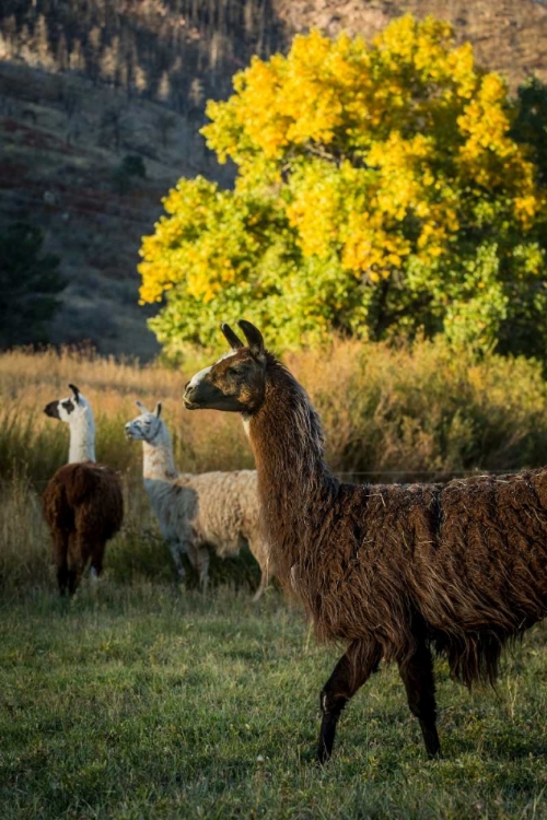 Picture of LLAMA PORTRAIT III