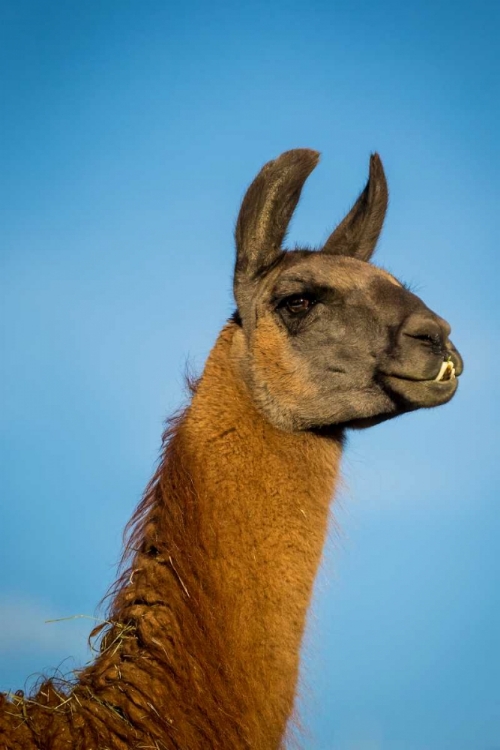 Picture of LLAMA PORTRAIT IV