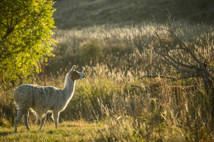 Picture of LLAMA PORTRAIT V