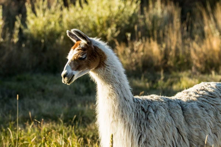 Picture of LLAMA PORTRAIT VI