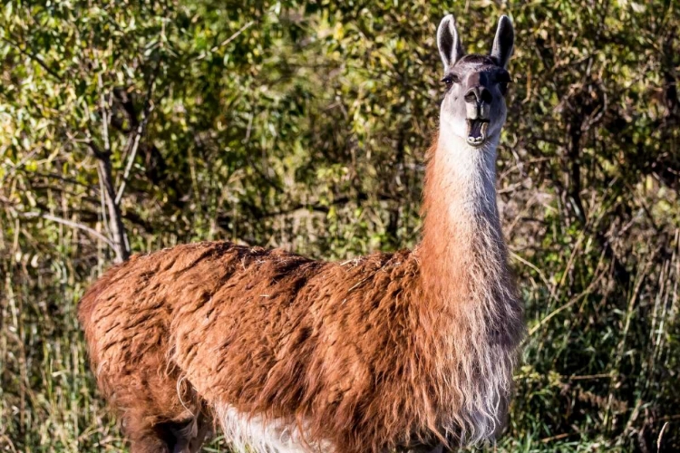 Picture of LLAMA PORTRAIT VIII